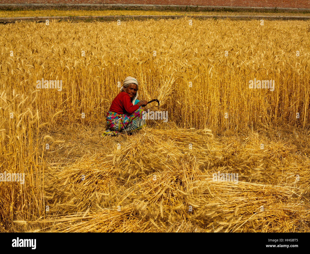 Old Indian woman working on a wheat field in the heat of the day in ...
