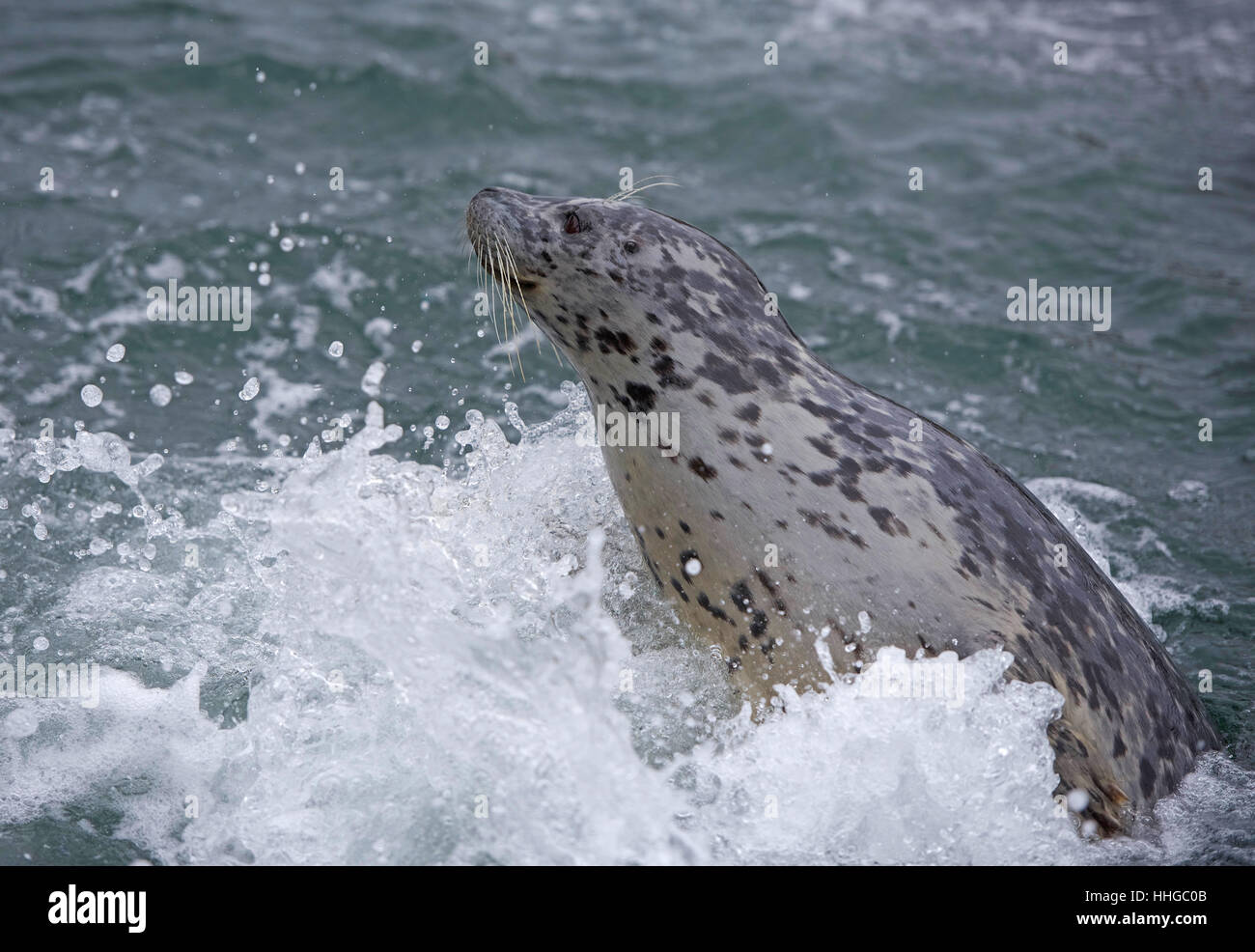 Harbour Seal, in Victoria harbour, Vancouver Island.BC.Canda. SCO 11,652. Stock Photo