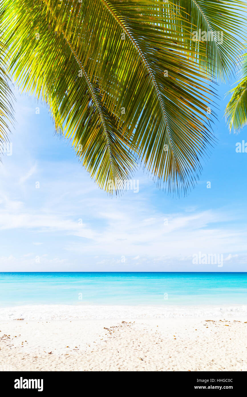 Tropical beach vertical photo background. White sand, azure water and palm tree branches over blue sky.  Caribbean Sea coast, Dominican republic, Saon Stock Photo