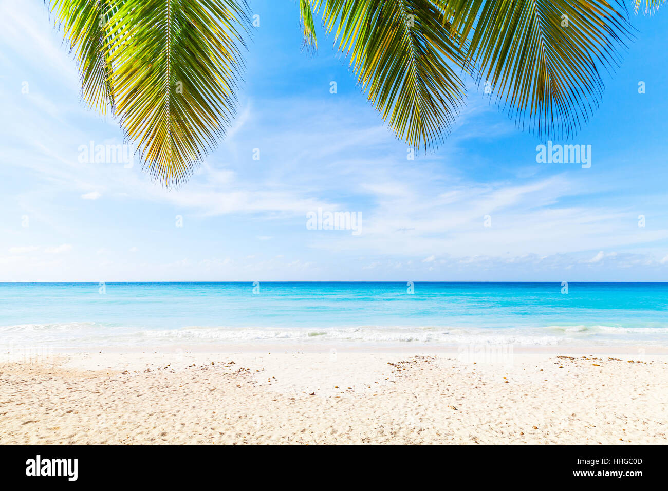 Tropical beach background, white sand, azure water and palm tree branches over blue sky.  Caribbean Sea coast, Dominican republic, Saona island Stock Photo