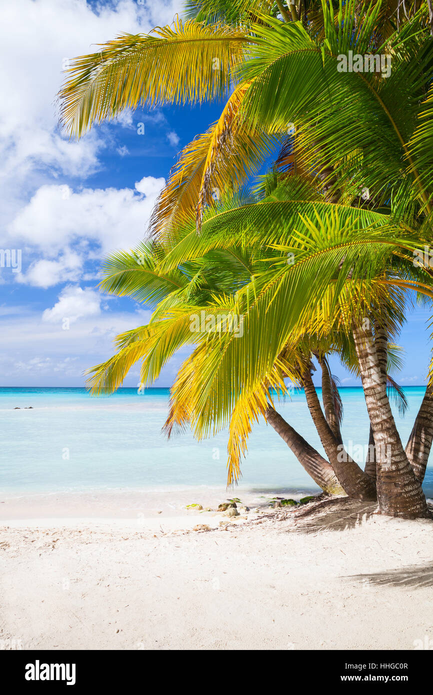 Coconut palms grow on white sandy beach. Caribbean Sea coast, Dominican republic, Saona island Stock Photo