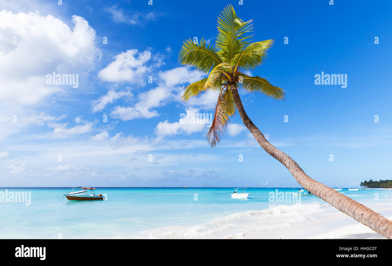 Coconut palm grows on white sandy beach of Saona island. Caribbean Sea coast, Dominican republic Stock Photo