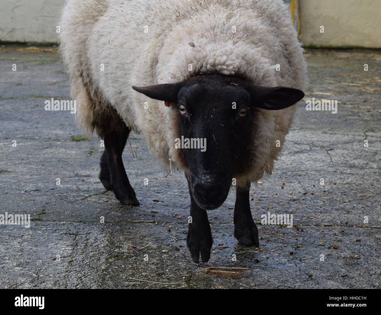 Fly strike sheep hi-res stock photography and images - Alamy
