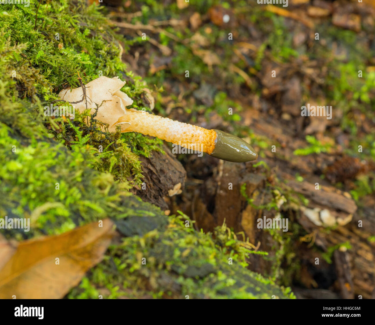 Dog Stinkhorn, or Mutinus caninus, a fungus that grows in woodland areas near moss and decaying, rotting wood Stock Photo