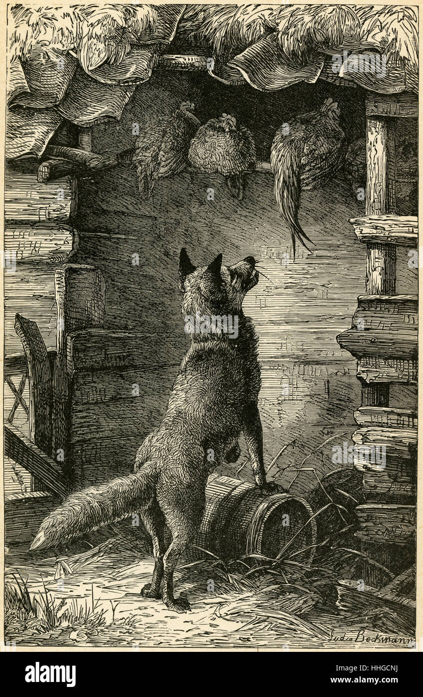 Fox and the hen engraving hires stock photography and images Alamy