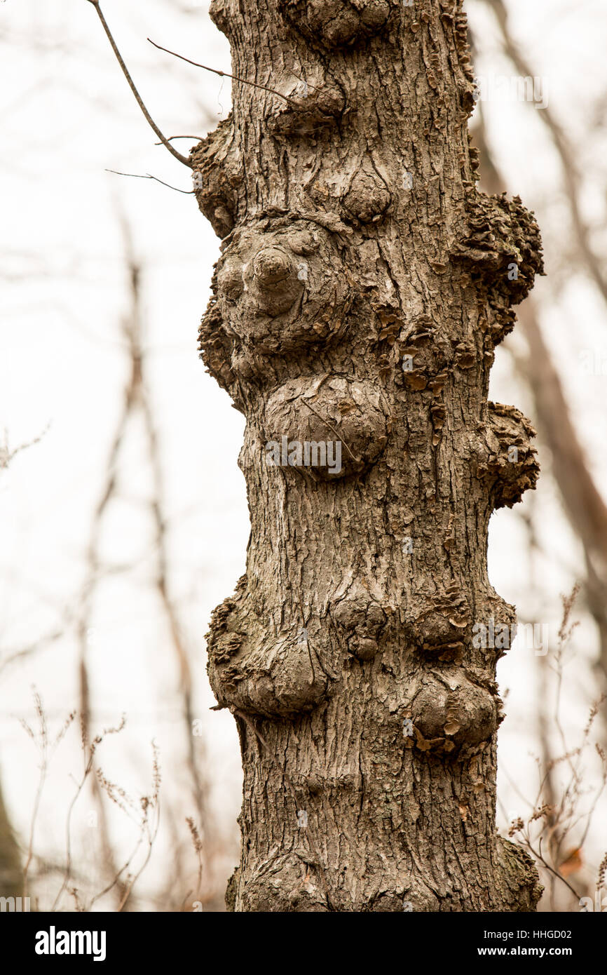 Deformed Bumpy Tree Stump With Texture Stock Photo Alamy deformed-bumpy-tree-stump-with-texture-stock-photo-alamy