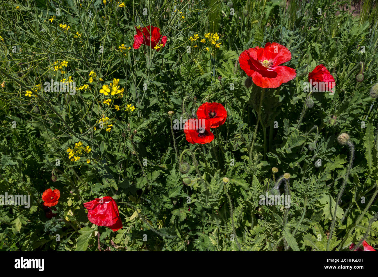 Red wildflowers hires stock photography and images Alamy