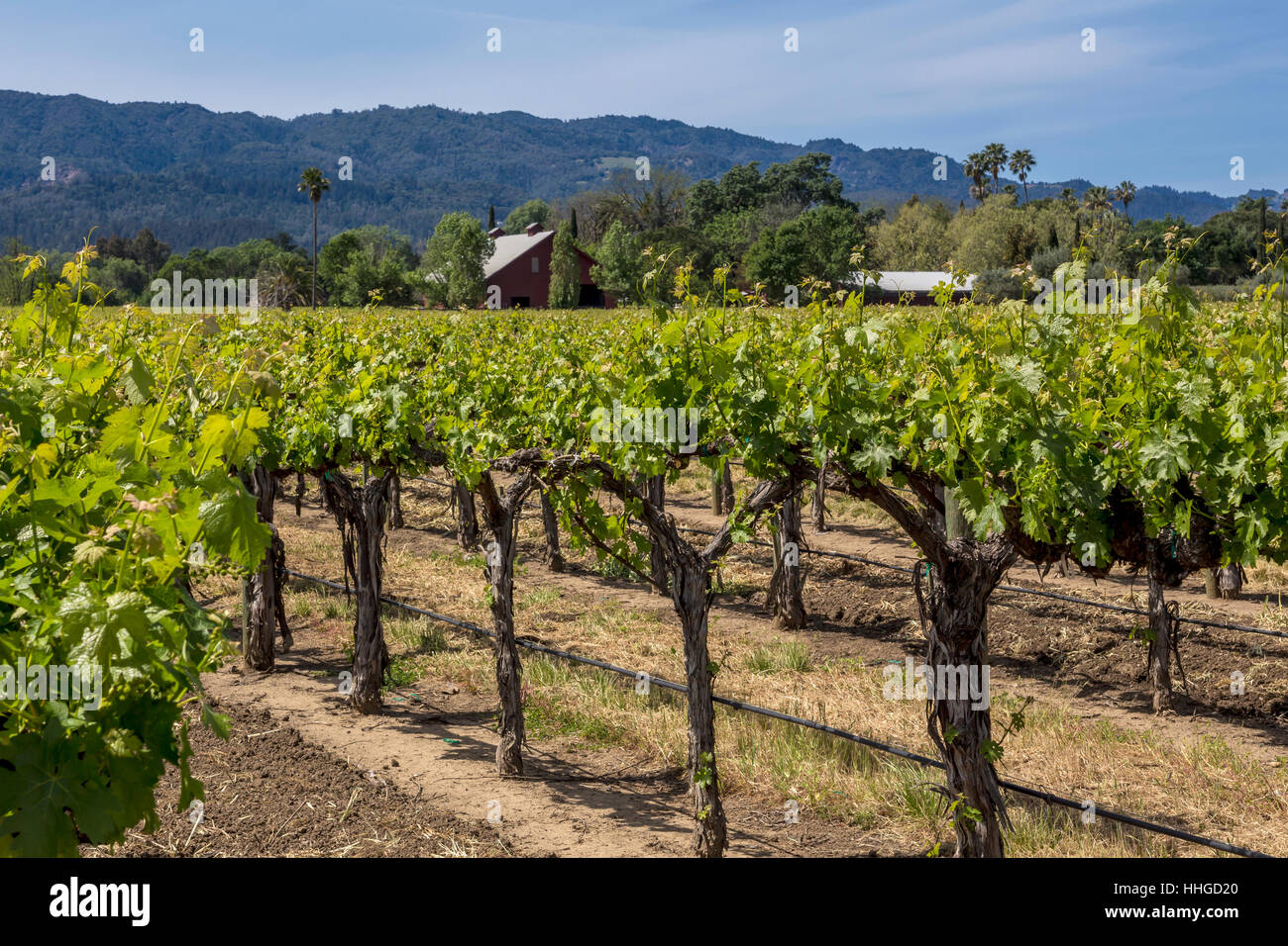 Vineyard, Round Pond Estate, Rutherford, Napa Valley, Napa County, California Stock Photo Alamy