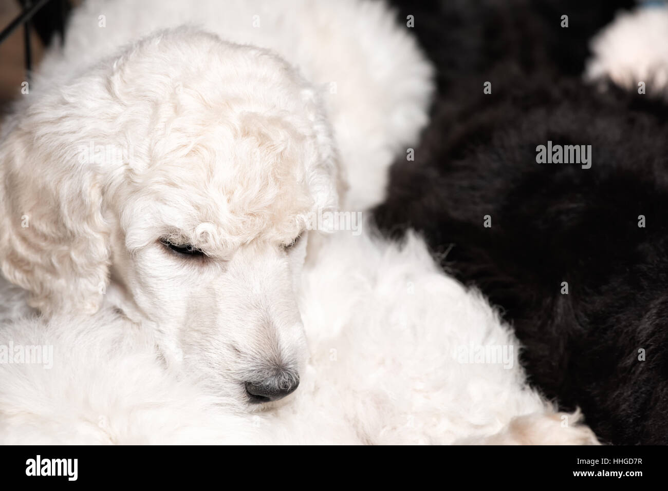 White poodle puppy with curly hair resting peacefully on litter mats, cute dogs at six weeks old, copy space. Stock Photo