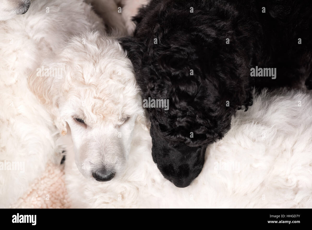 Poodle puppies sleeping side by side on litter mates in top view, black and white together, cute