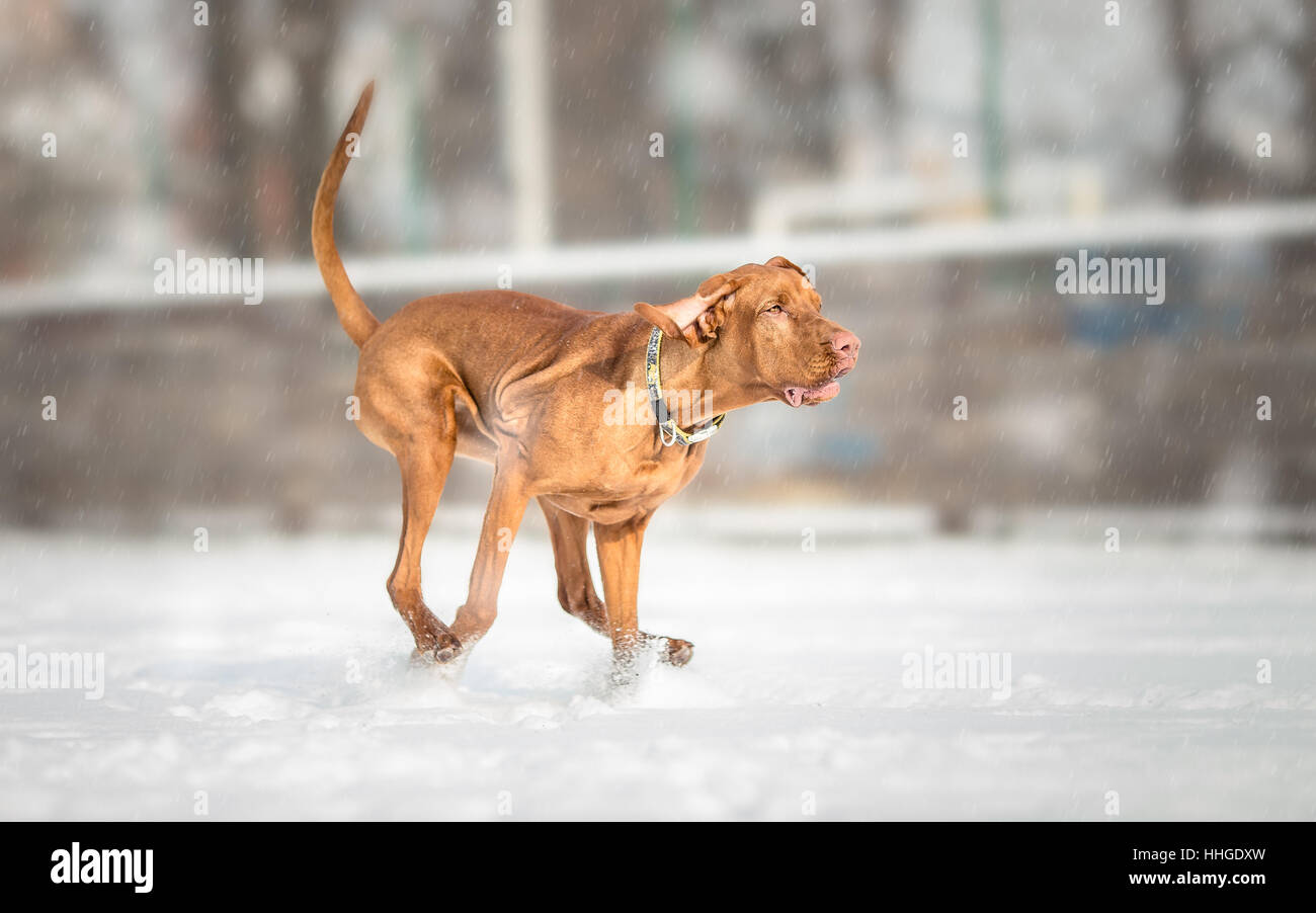 Hungarian Vizsla Dog Running on snowy day Stock Photo