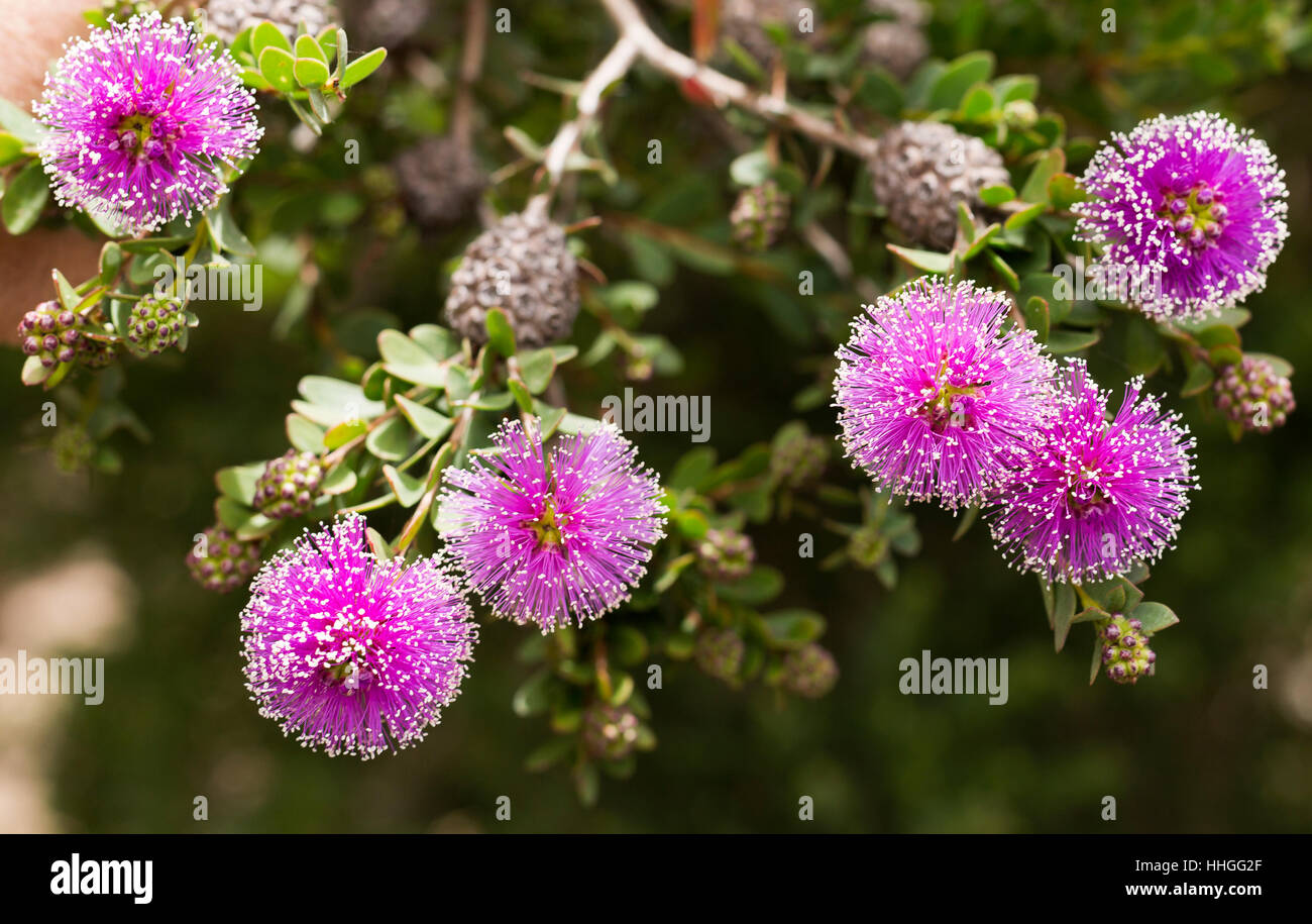 The Callistemon (Bottlebrush Tree) flowers are spherical like powder puffs, purple in color, with a white or yellow tip on each filament Stock Photo