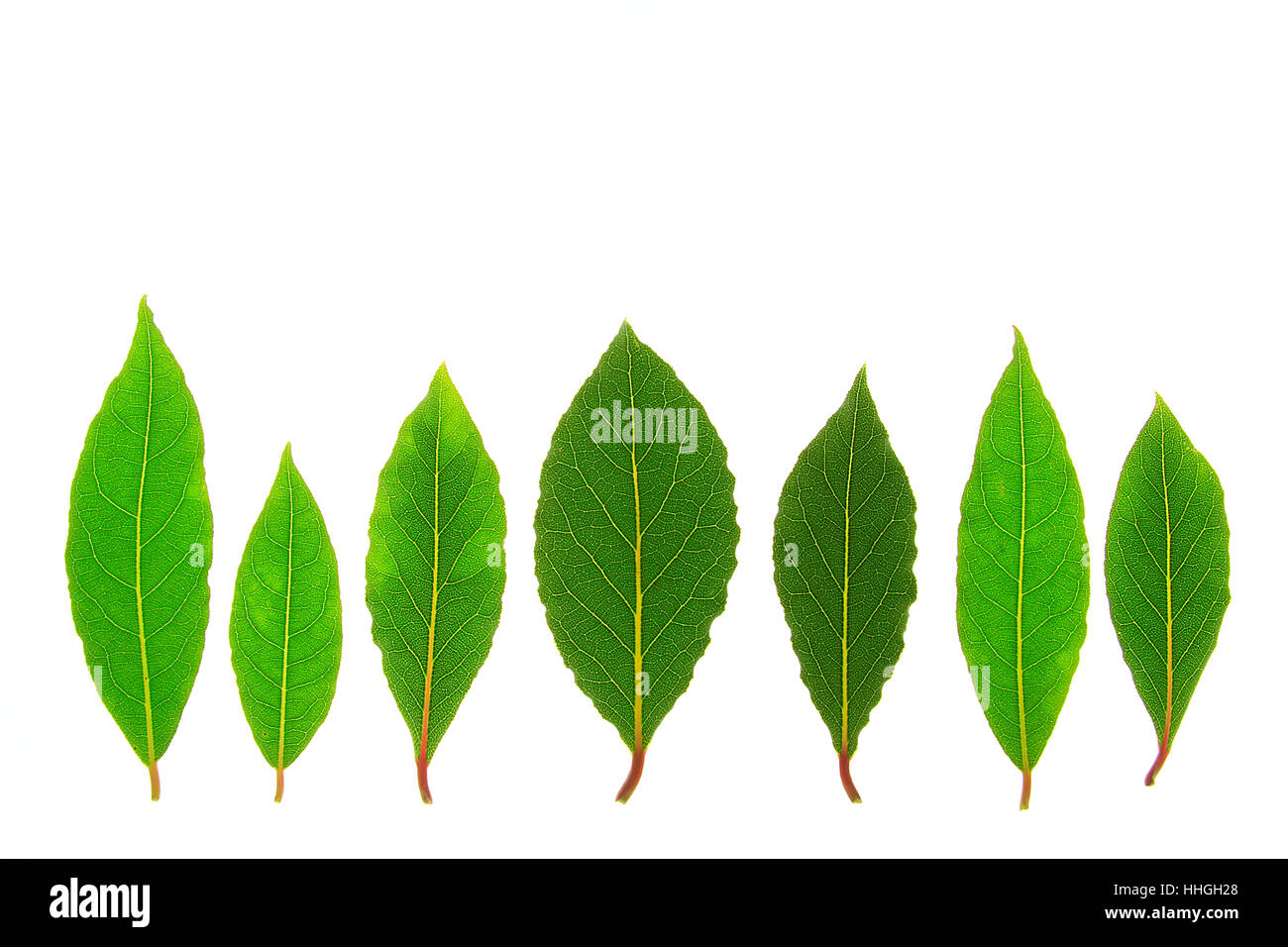 laurus nobilis (laurus nobilis Stock Photo Alamy