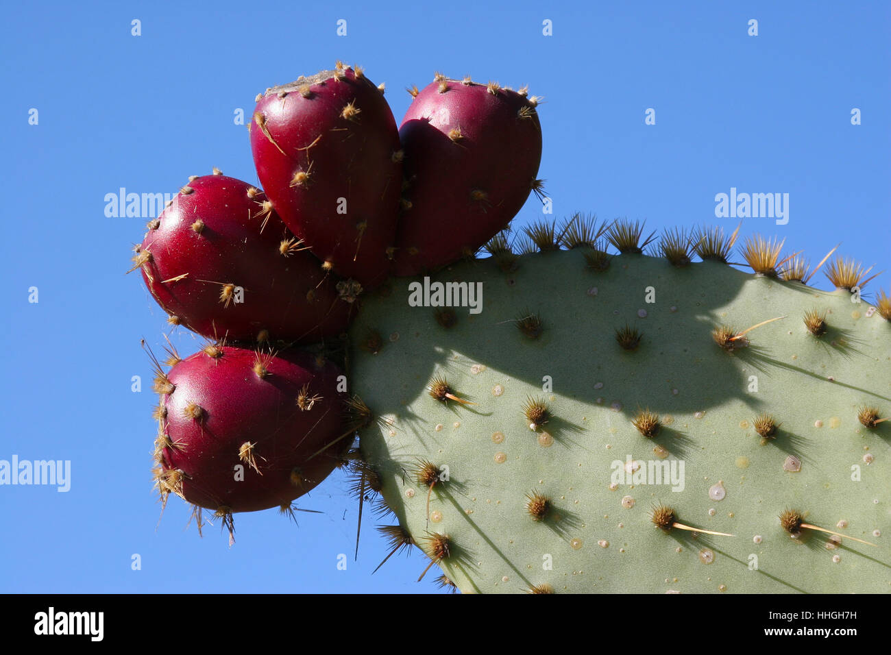 Prickly pear - Opuntia ficus - fruits Stock Photo