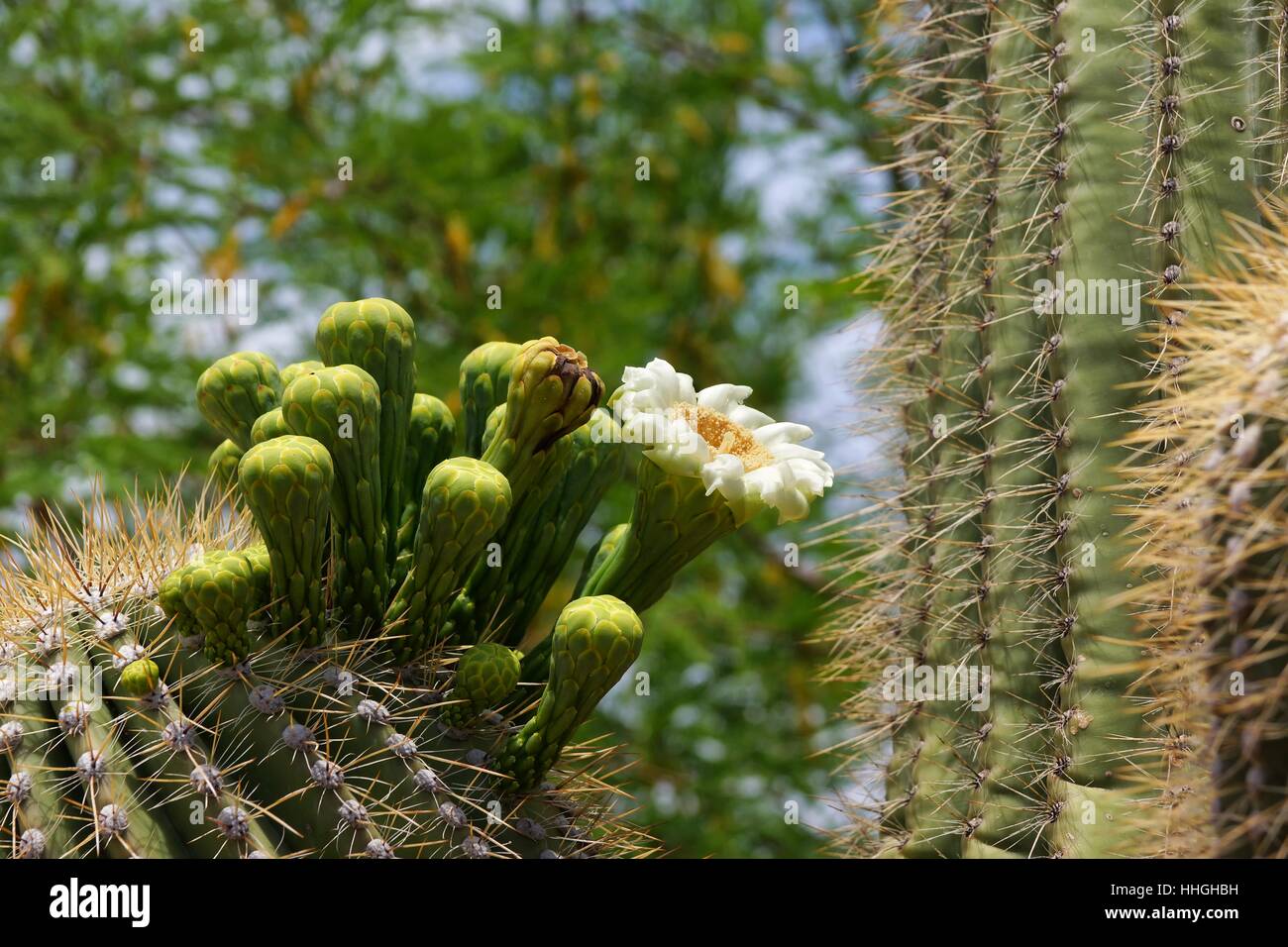 usa, arizona, cactus, cactus flower, desert, wasteland, flower, plant