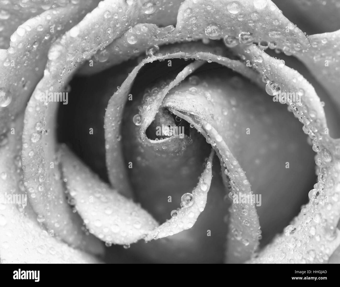 macro of rose with water drops Stock Photo - Alamy