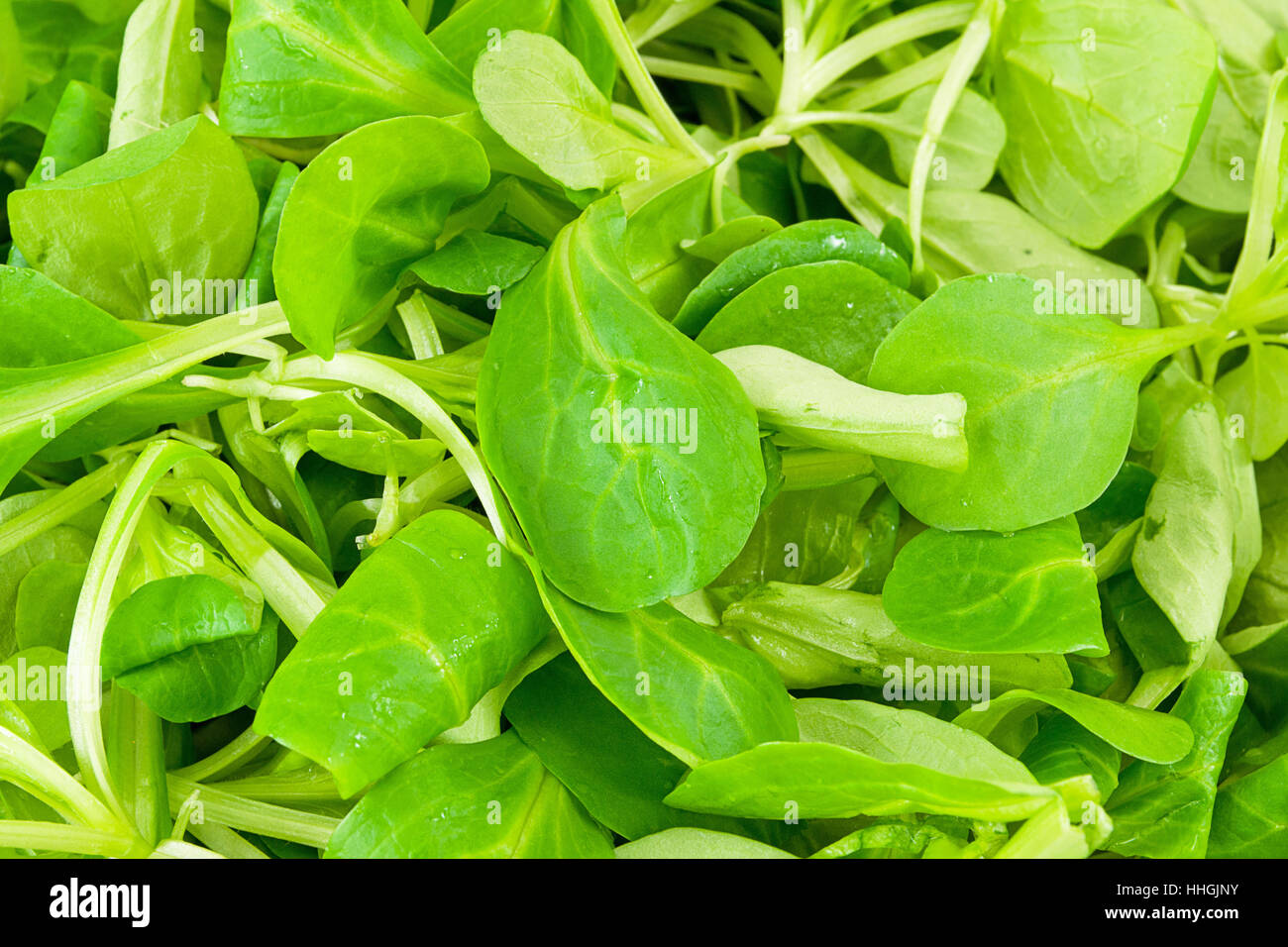 lettuce, vegetables, valerian, salad, food, aliment, leaf, health, leaves, Stock Photo