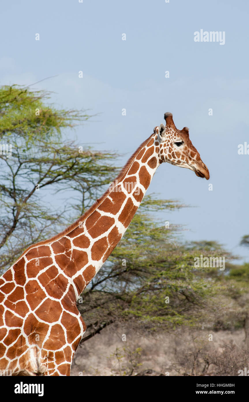Vertical portrait of reticulated giraffe, Giraffa reticulata, in Samburu National Reserve. Kenya. Africa. Stock Photo