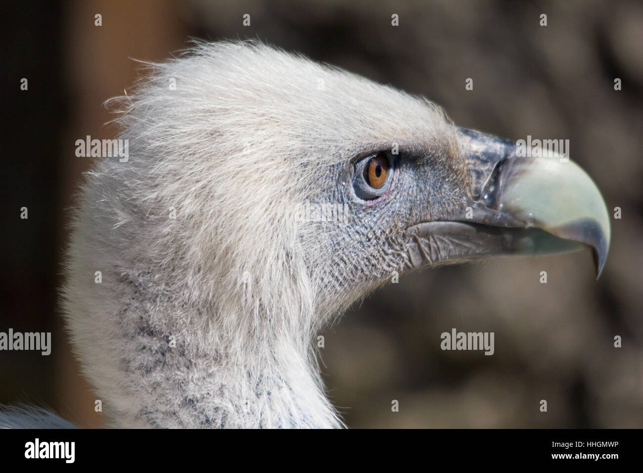 bird, alps, eye, organ, birds, beak, vulture, beaks, mountain, fly ...