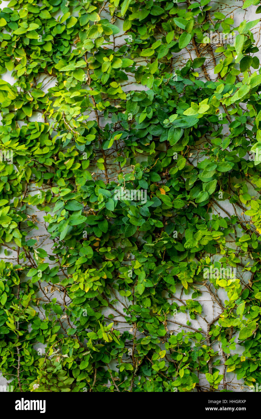 Climbing plants wall hi-res stock photography and images - Alamy