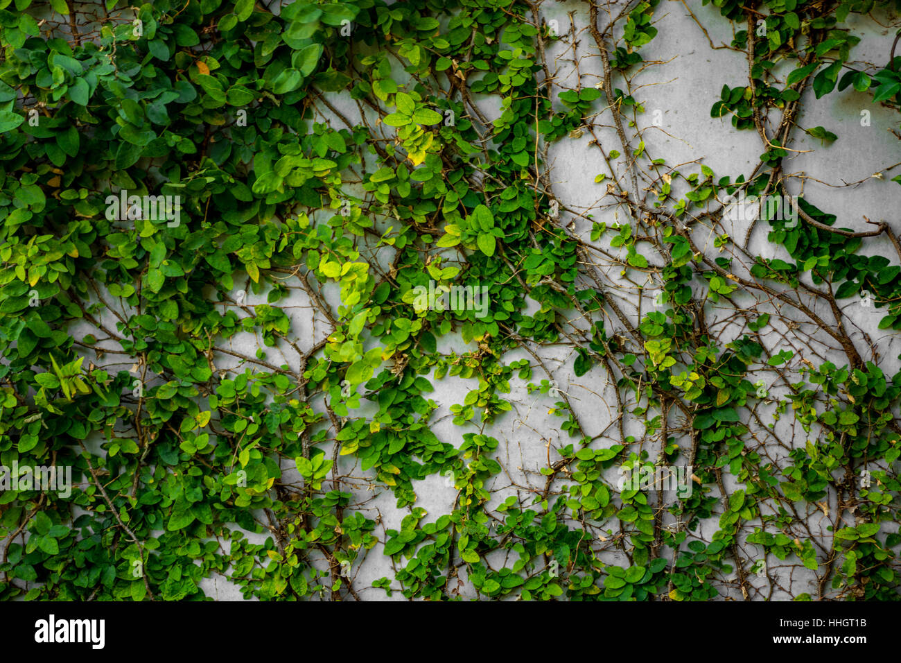 Green Plants Natural Background, Plants climbing a wall Stock Photo