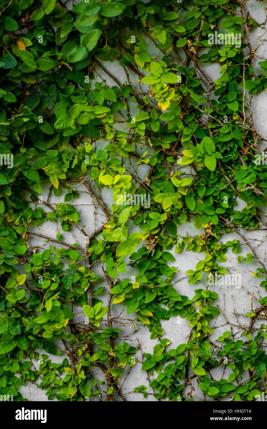Green Plants Natural Background, Plants climbing a wall Stock Photo Alamy