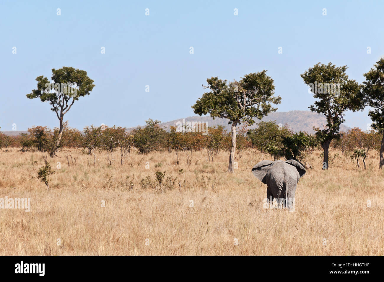 elephant Stock Photo