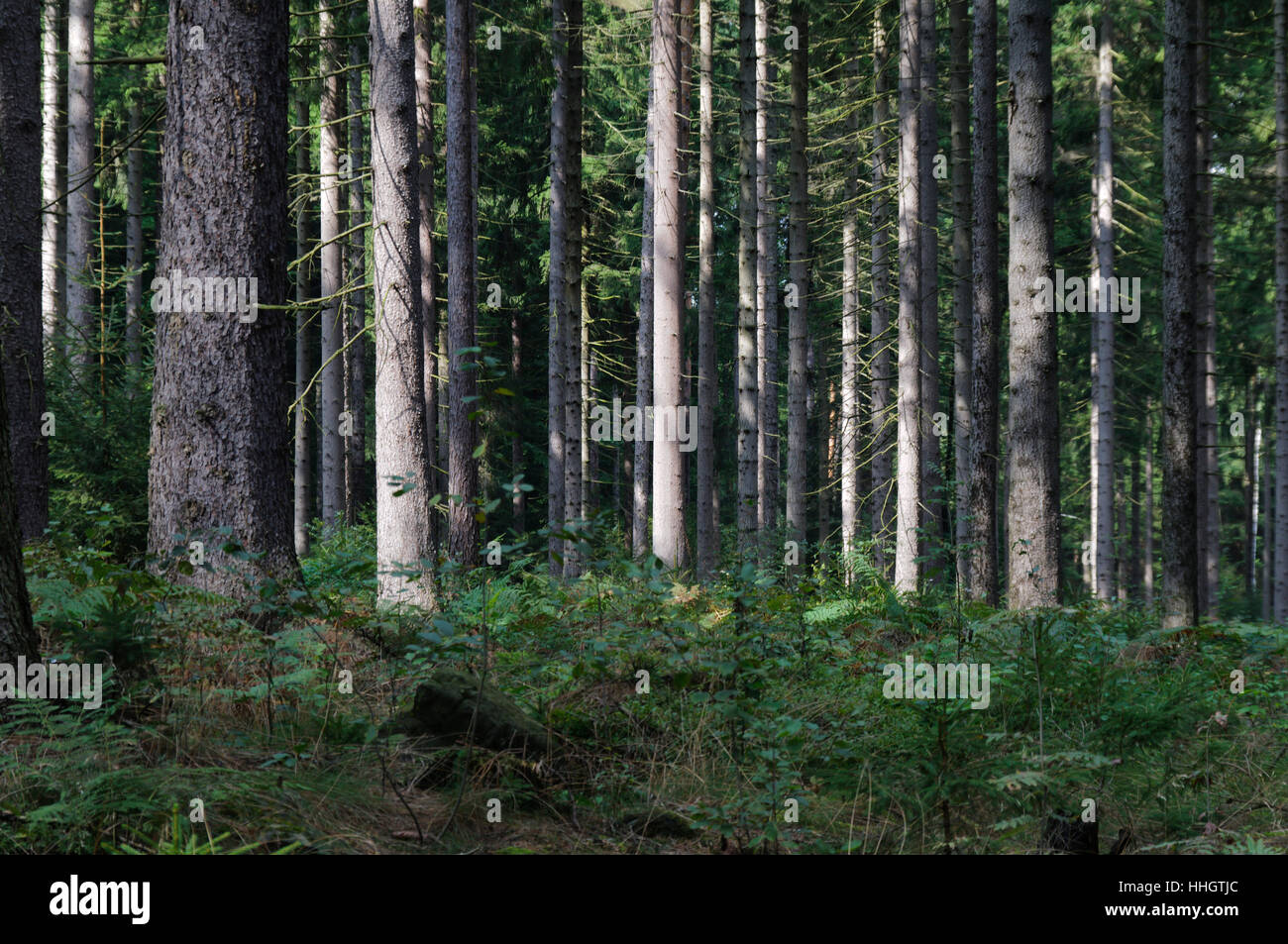 tree, trunk, german, backdrop, background, forest, nature, environment ...