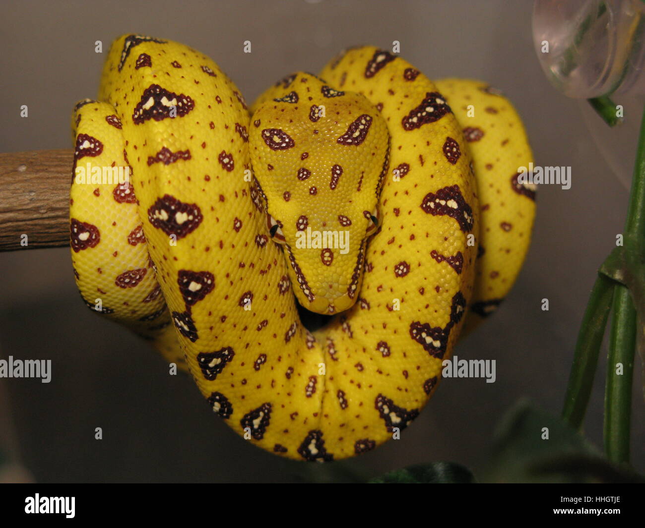 Python eating rat hi-res stock photography and images - Alamy