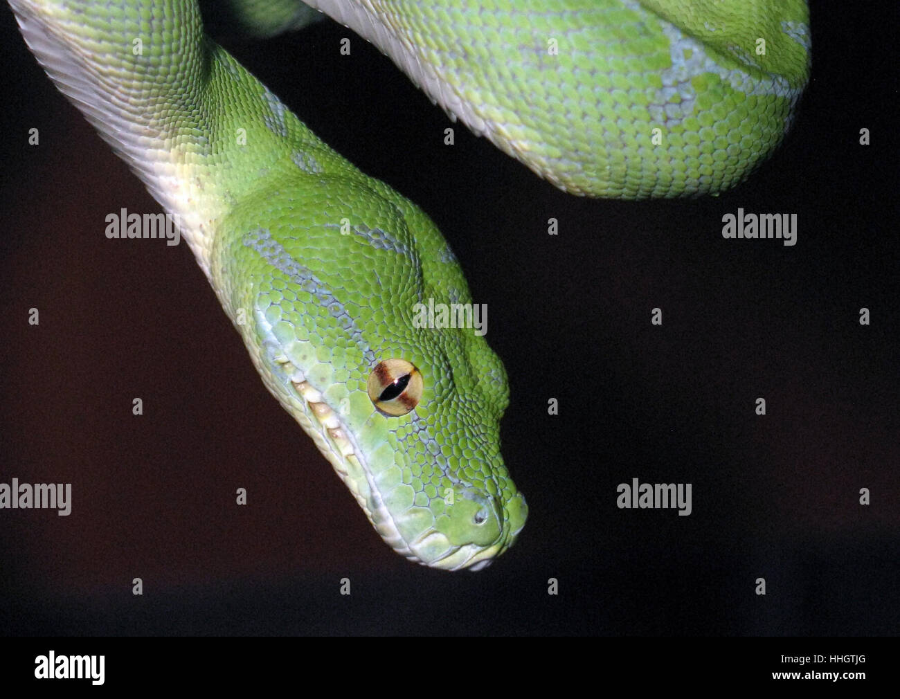 Snake green tree python Stock Photo - Alamy