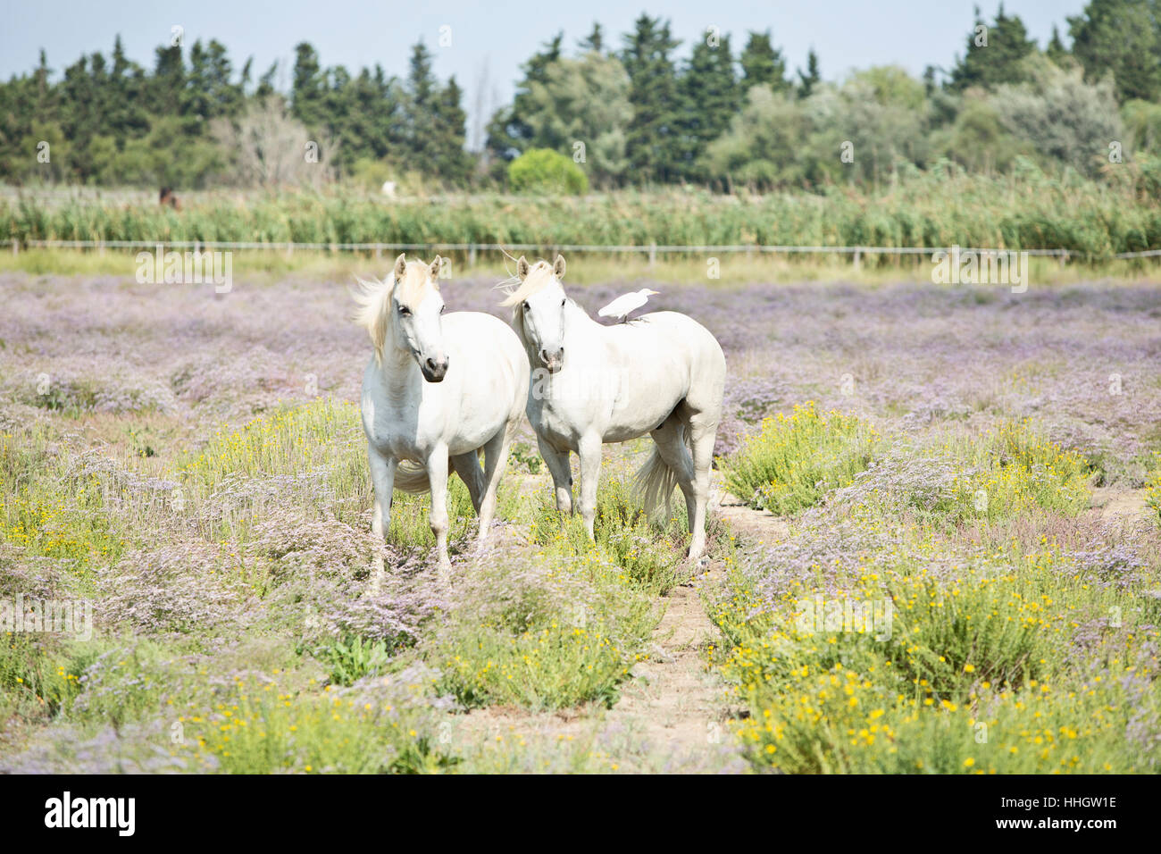 Horseriding and birds hi-res stock photography and images - Alamy