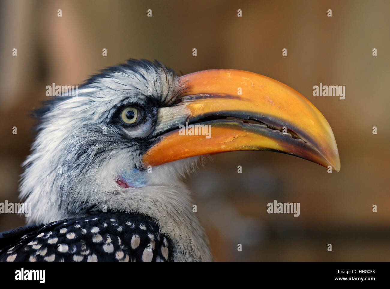 africa, beak, south africa, beaks, animal, bird, fauna, africa, animals, birds, Stock Photo