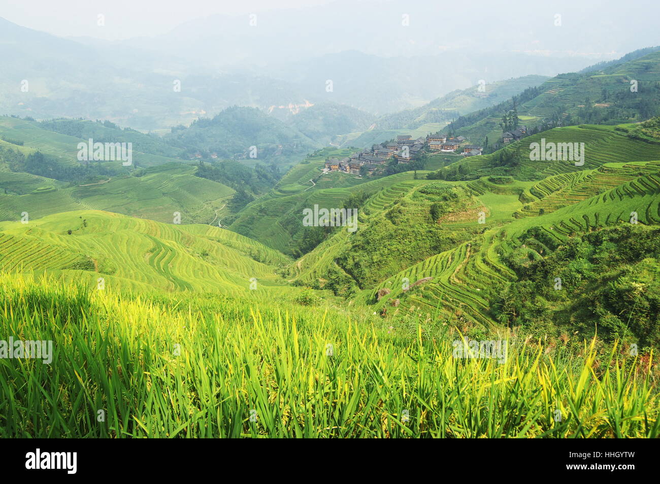 house, building, agricultural, tree, asia, agriculture, farming, field ...