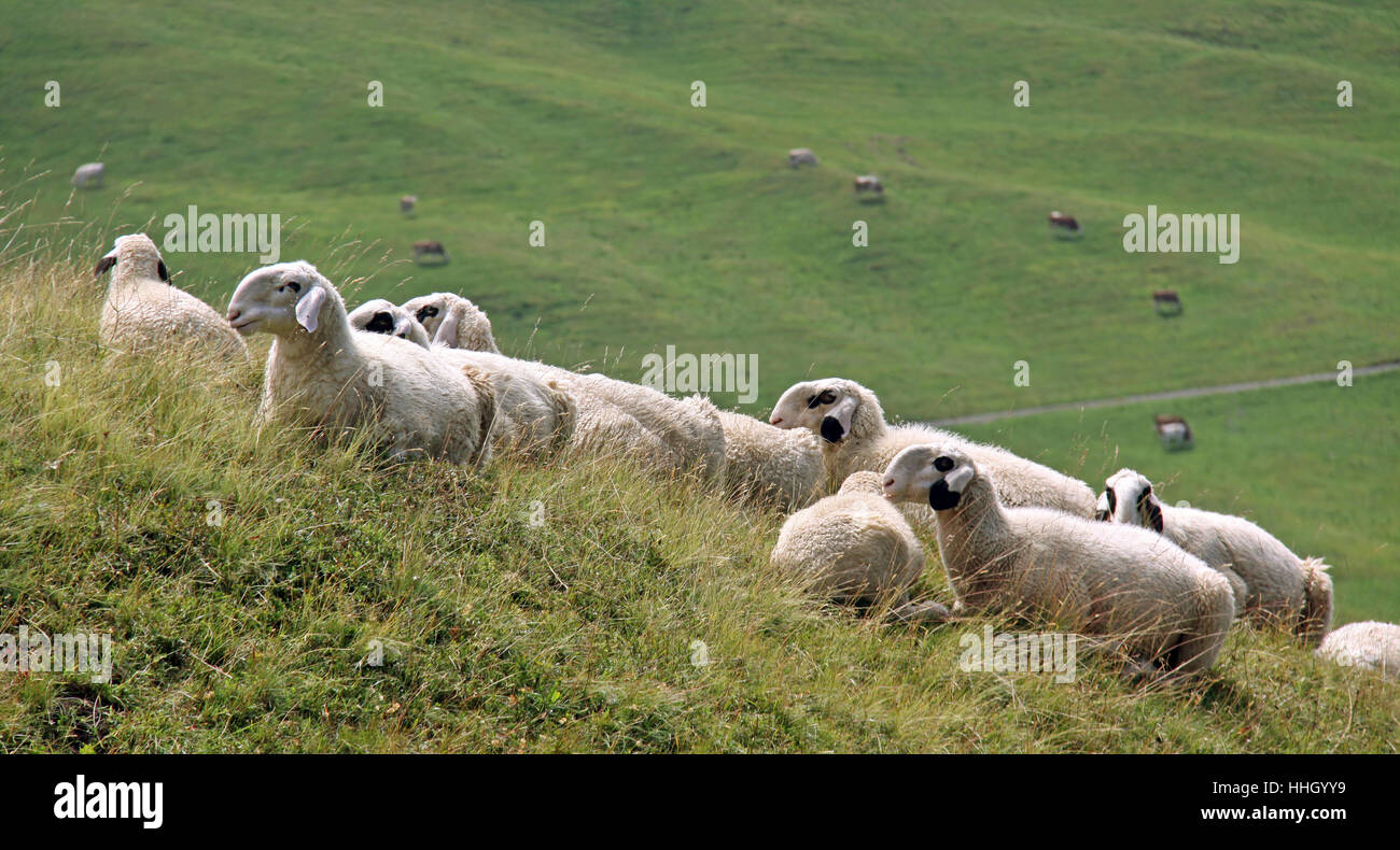 alp, south tyrol, oblique, herd, sheep (pl.), mountain meadow, dormant, pet, Stock Photo