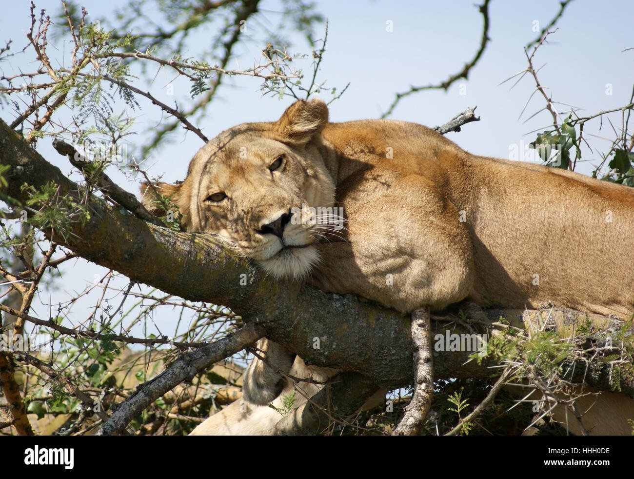 tree, animal, africa, lion, cat, big cat, feline predator, environment, milieu, Stock Photo
