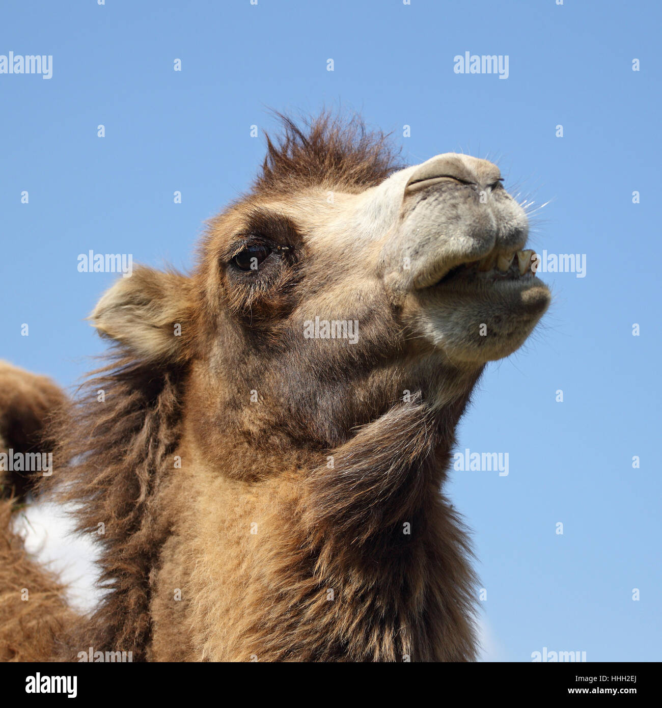 mammal,portrait,camel,zoo,captivity,funny,dromadery,domestic animal,animal head Stock Photo