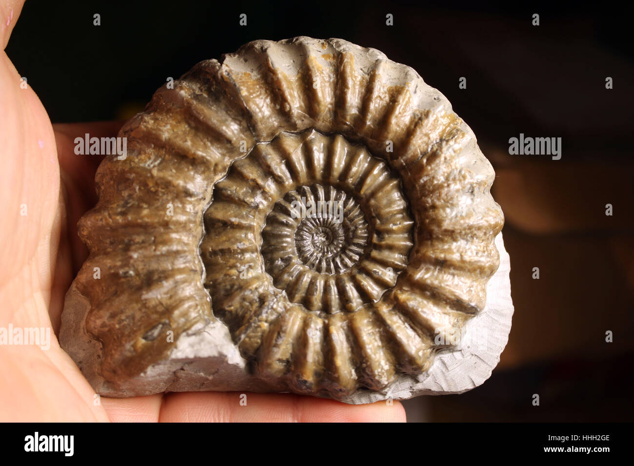 Ammonite fossil found on the Jurassic Coast, Charmouth, Dorset Stock