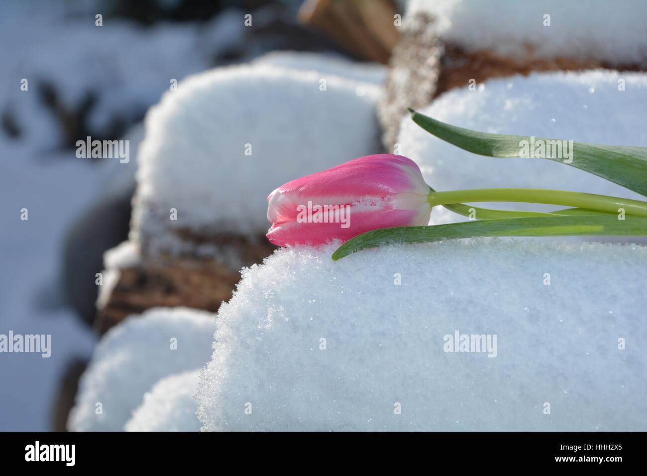 Hybrid tulip tree hi-res stock photography and images - Alamy