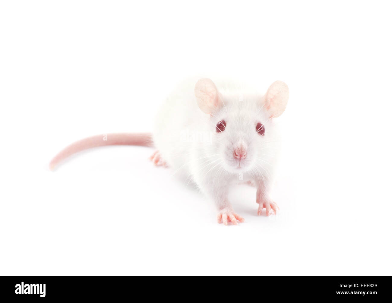 isolated, experiment, animal, pet, mammal, curiosity, rodent, fur, look, Stock Photo