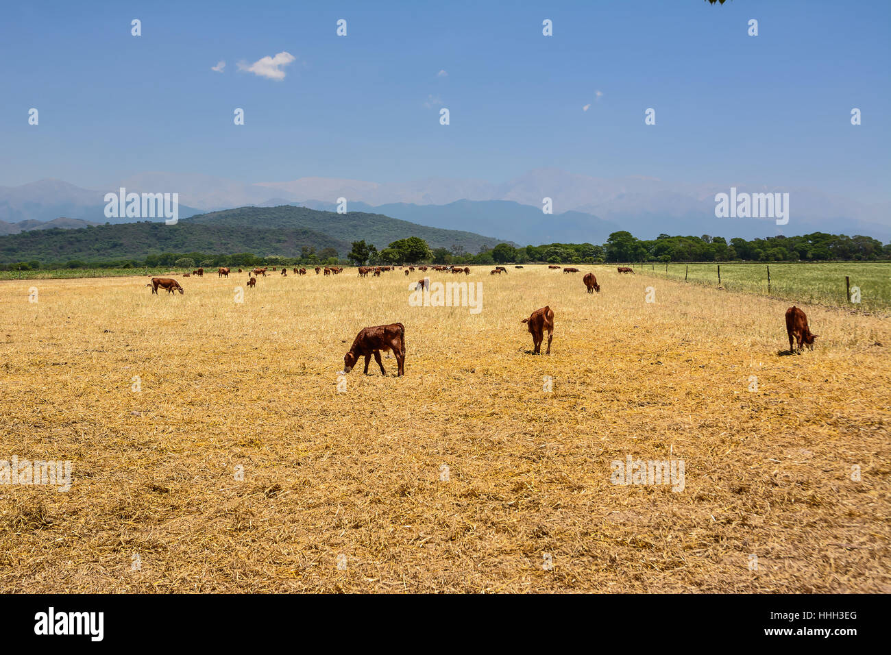 cattle ruminating in the field at the base of the Andes. Stock Photo
