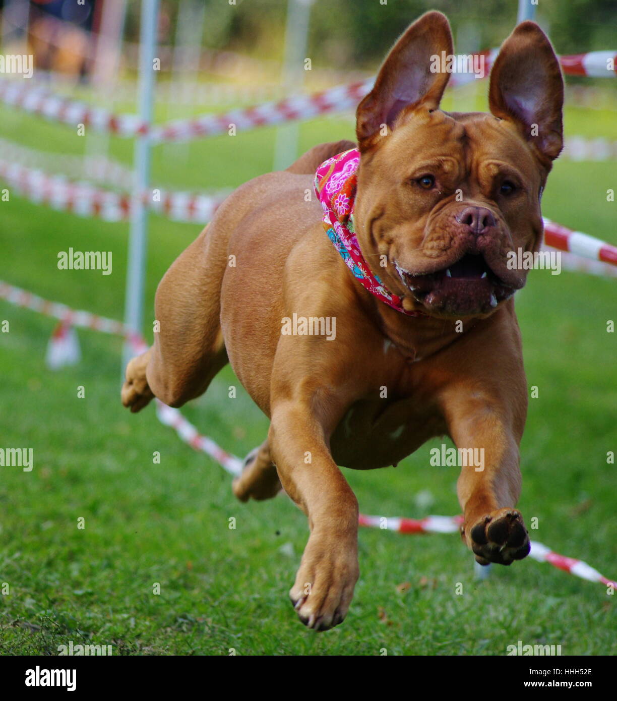 sport, sports, dog, dogs, bulldog, event, competition, race, sport, sports, Stock Photo