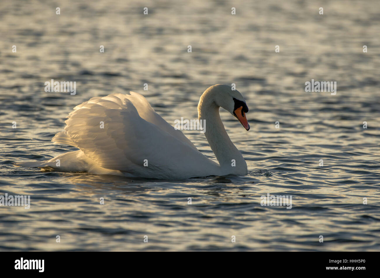 A Mute Swan (Cygnus olor) with its wings lit by the sun as it swims on a lake Stock Photo
