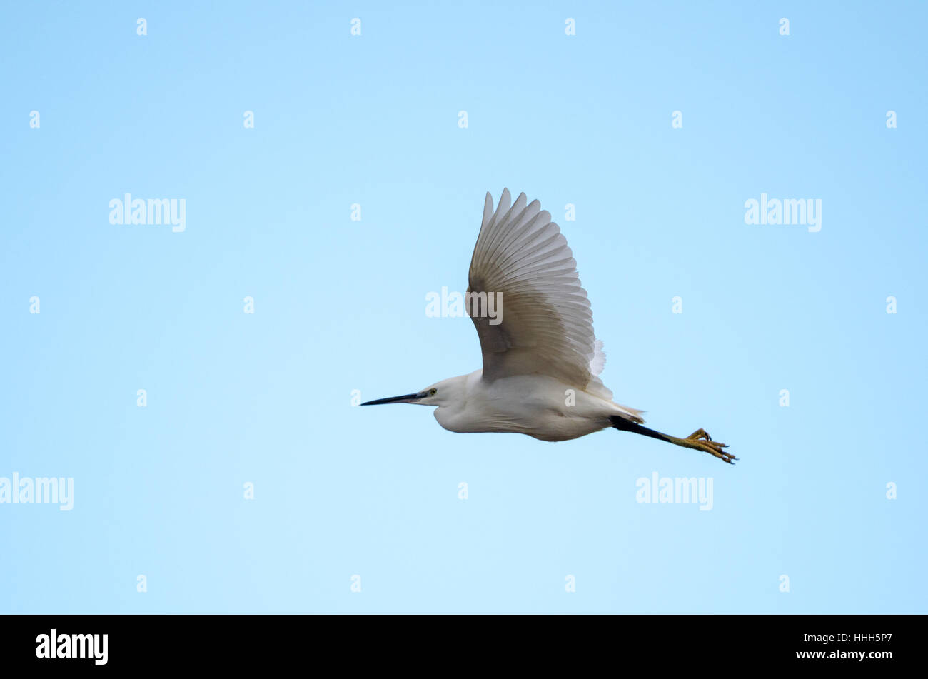 A Little Egret (Egretta garzetta) flying against a blue sky Stock Photo