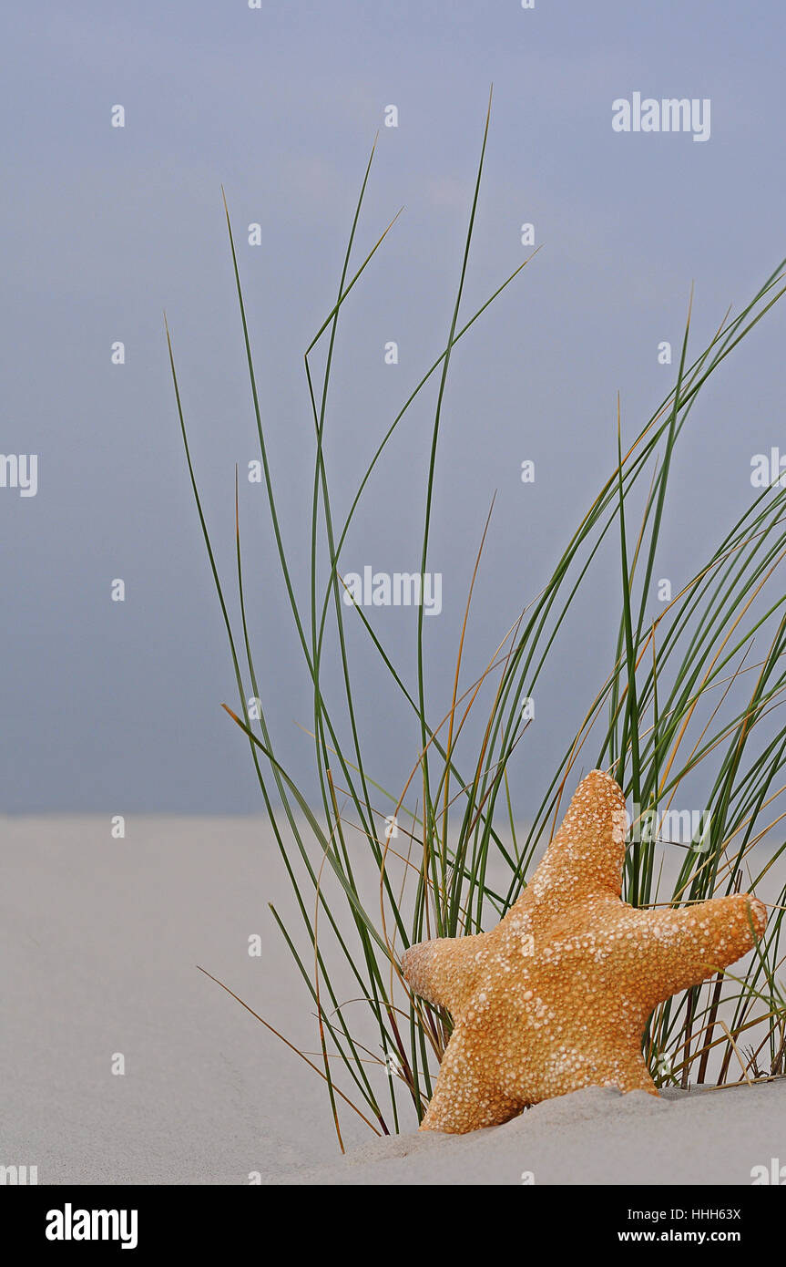 beach, seaside, the beach, seashore, dunes, dune, sea animal, starfish