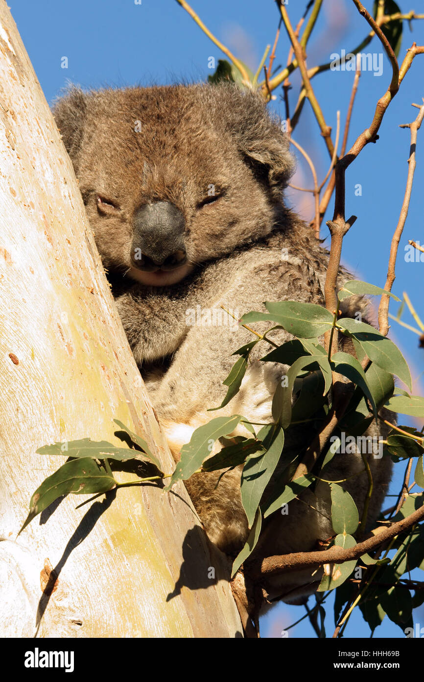 tree, animal, mammal, fauna, animals, pine, zoo, australia, sleep, sleeping  Stock Photo - Alamy