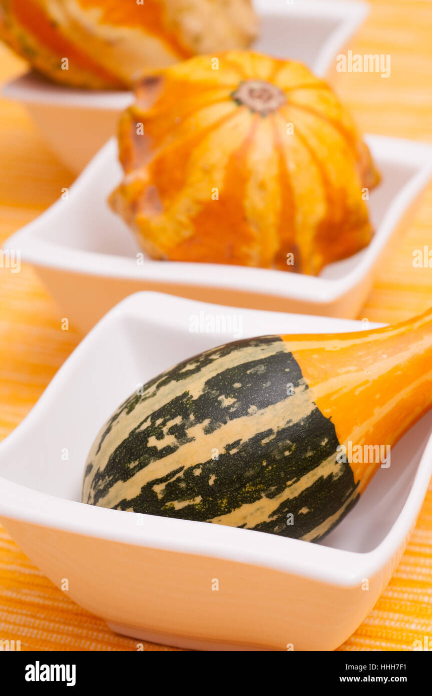 coloured, colourful, gorgeous, multifarious, richly coloured, cucurbits, Stock Photo