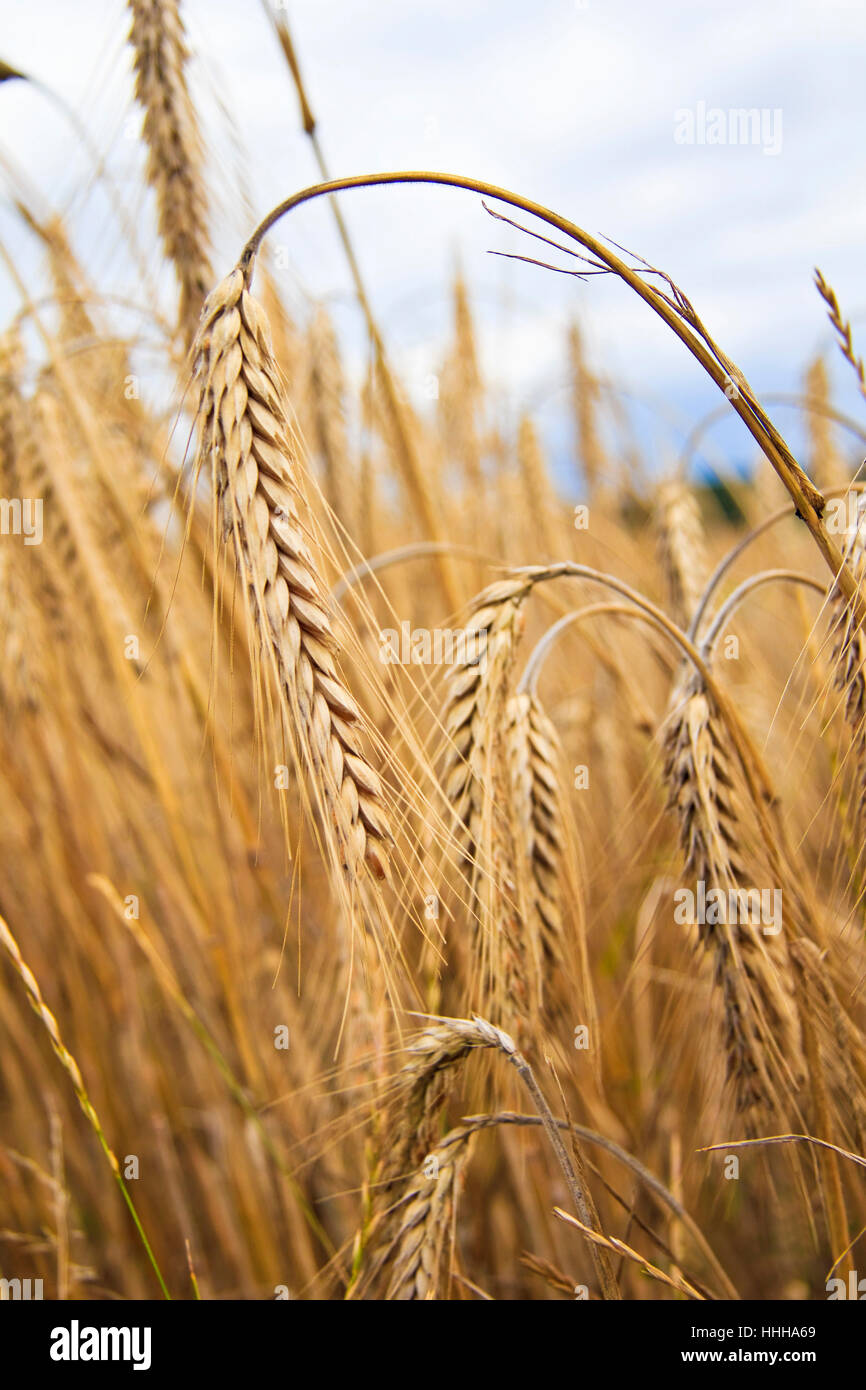 grain, acre, corn field, ear, ears, backdrop, background, harvest, food Stock Photo Alamy