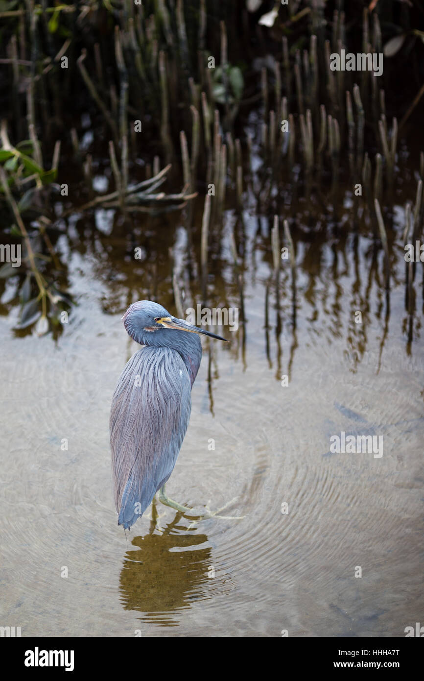 A Tricolored Heron explores the marshes of the South Padre Island Birding and Nature Center on the Gulf Coast of South Texas. Stock Photo