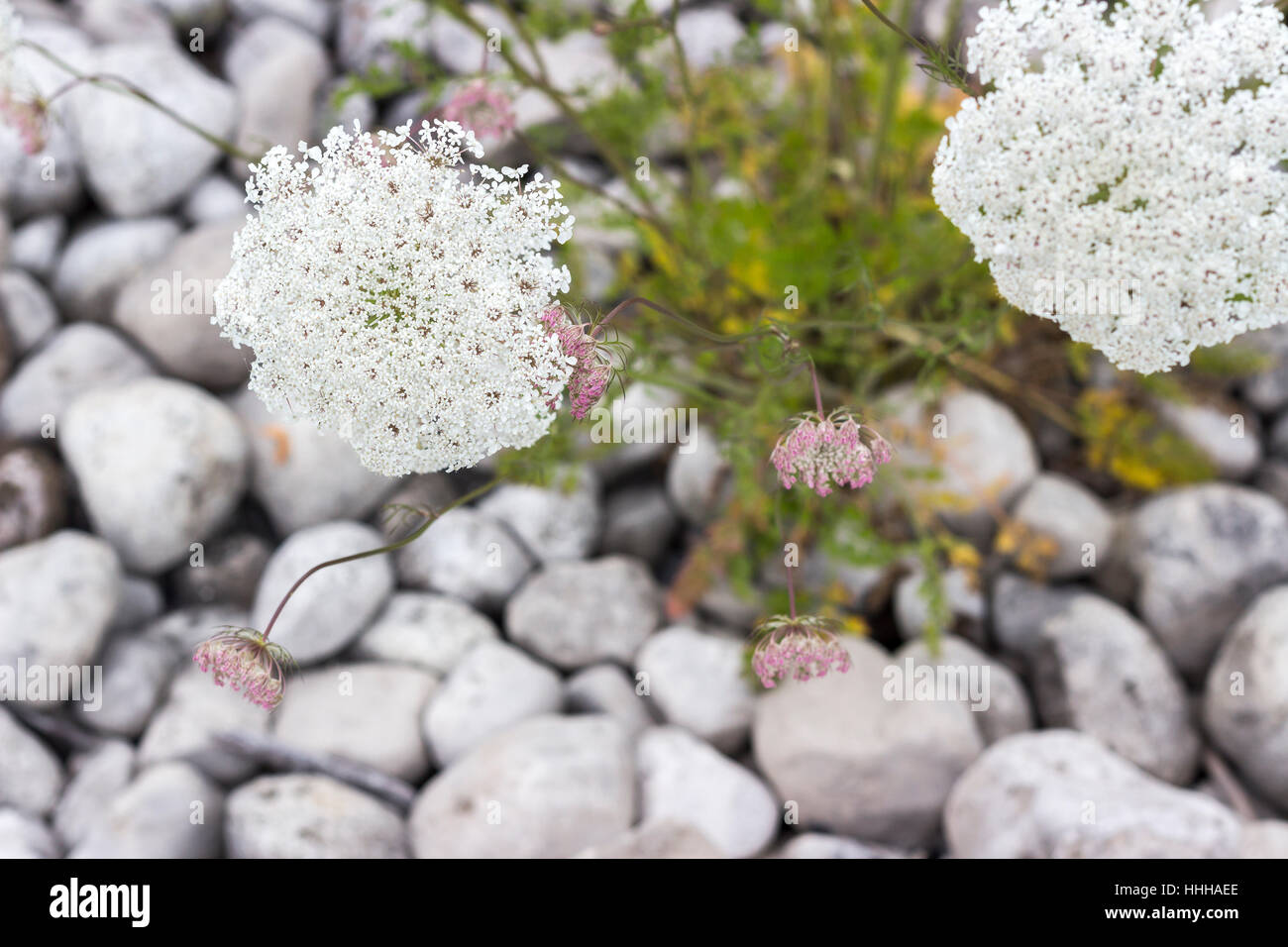 White flowers and rocks Stock Photo
