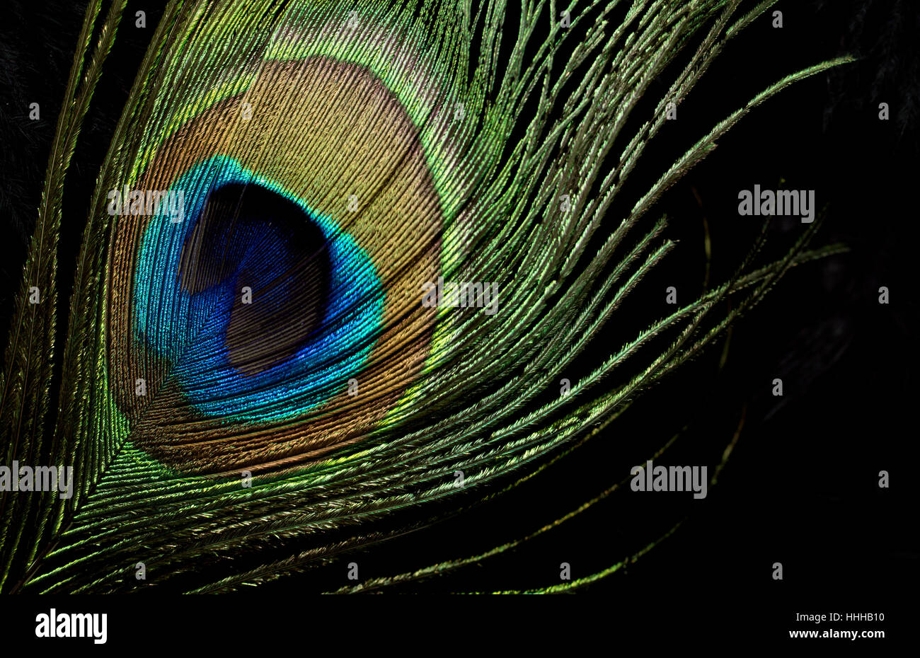 feathers, abstract, peacock, peacock feather, chicken, feather, boa